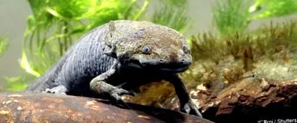 ambystoma