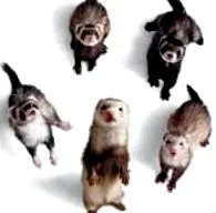 Mustela putorius