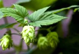 indikációkban hops