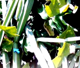 Cissus Quadrangularis
