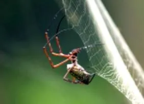 Nephila antipodiana