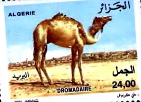 Afrika szarván