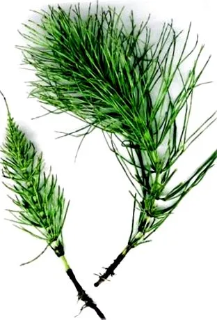 forevergreen