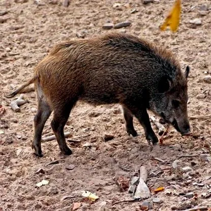vaddisznó