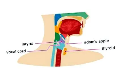 mărului Adam