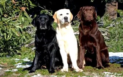 retriever