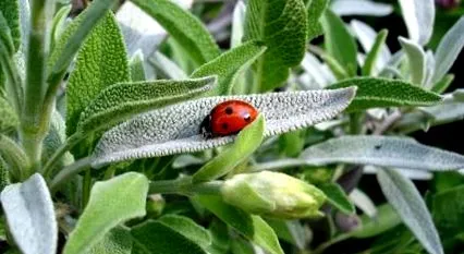 plantă