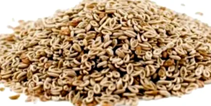 psyllium