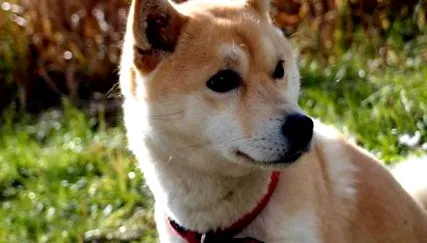 rókakutya shiba