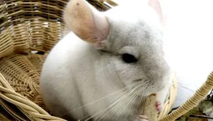 animal