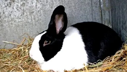 ciclului reproducerea