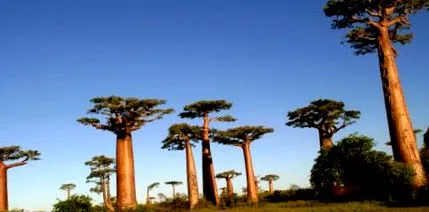baobab
