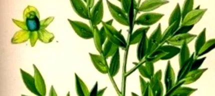 spinoasă