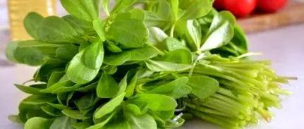 purslane