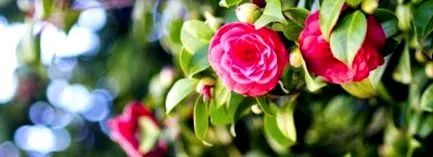 miért camellia