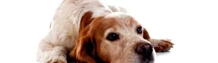 атлетична собака