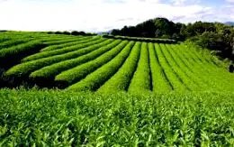 sencha