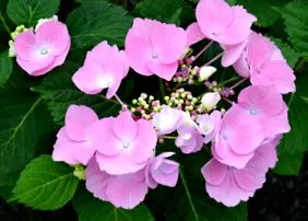 hortensie
