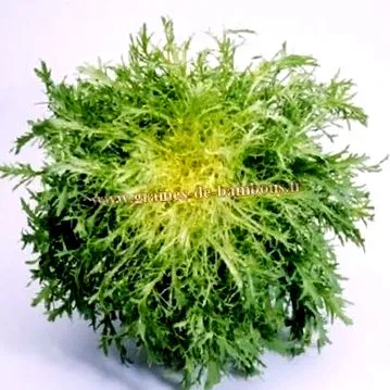 cikóriát Cichorium