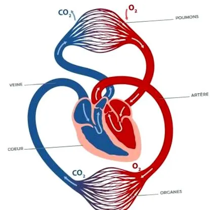 cardiovasculare seniori