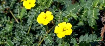 tribulus