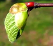 tilleul