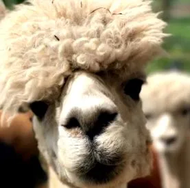 ваше волосся hair