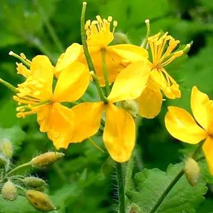 Chelidonium majus