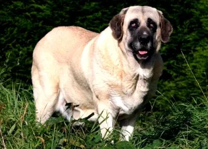 preț dietă