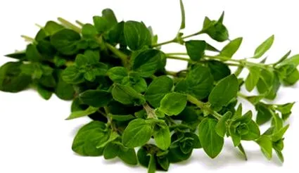 oregano maghiran