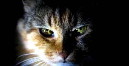 ritka
