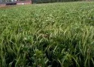 agro