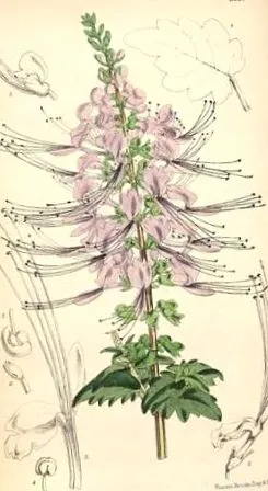 vagy