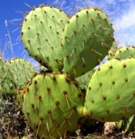 opuntia nopal
