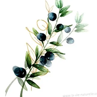 europaea