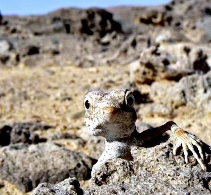 deșerturi oman