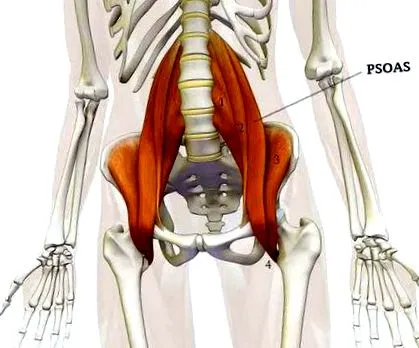 psoas