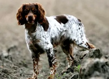 spaniel