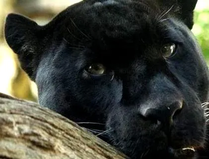 panthera