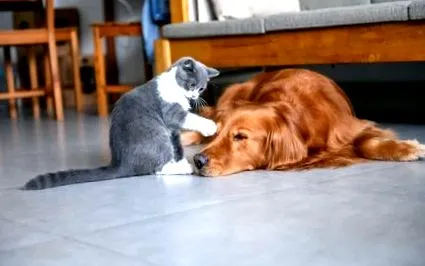 file animalul