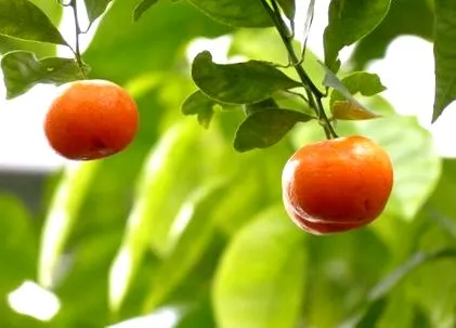mandarin
