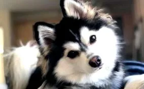 pomsky