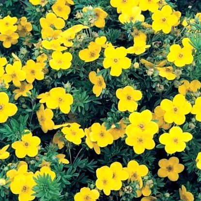 cinquefoil