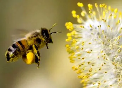 tarbes