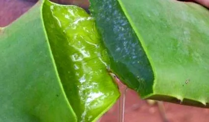 aloe vera