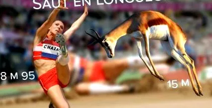 springboks