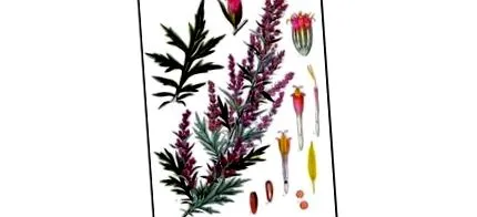 artemisia vagy