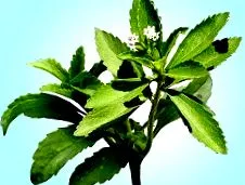 stevia-t organikus