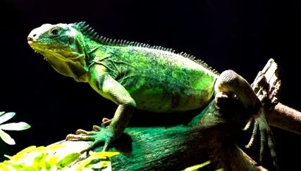 leguánfajok