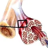 aplicarea activitatea fizică